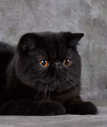 Exotic shorthair black shop cat